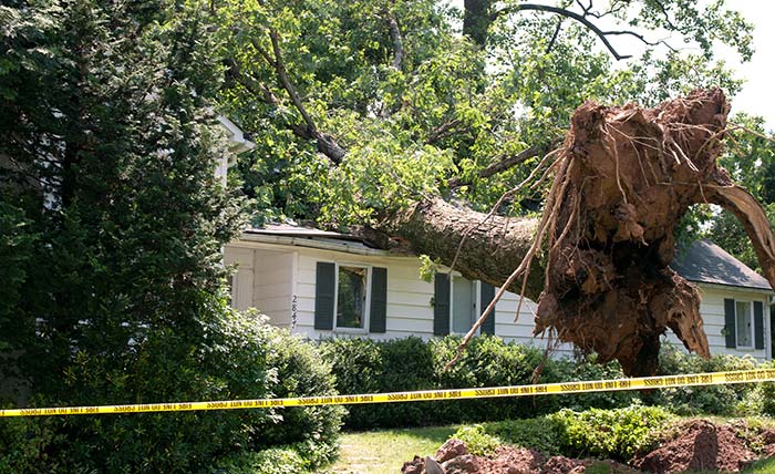 When It May Be Time For Tree Removal